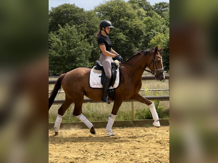 Oldenburg Mare 4 years 16 hh Chestnut in Sch&#xF6;neiche bei Berlin