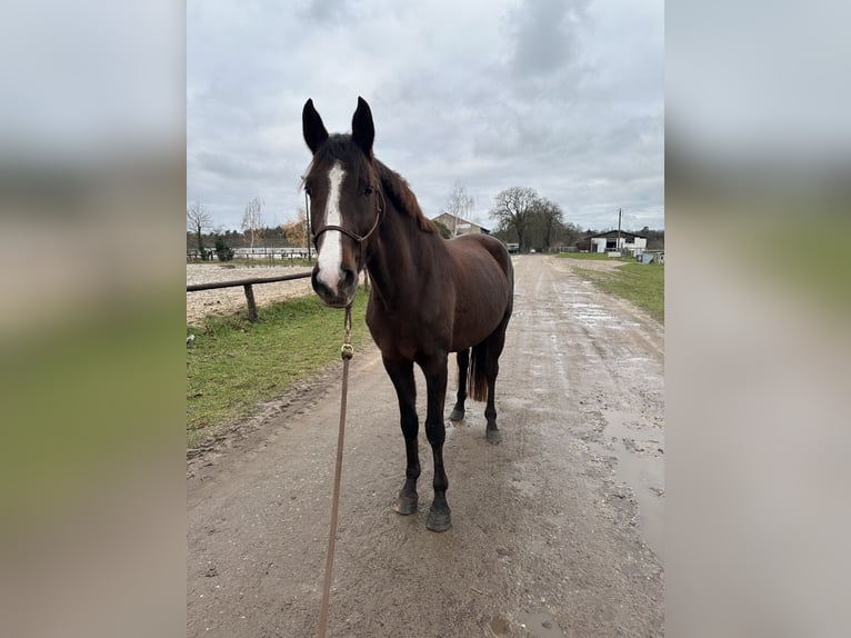 Oldenburg Mare 4 years 16 hh Chestnut in Sch&#xF6;neiche bei Berlin