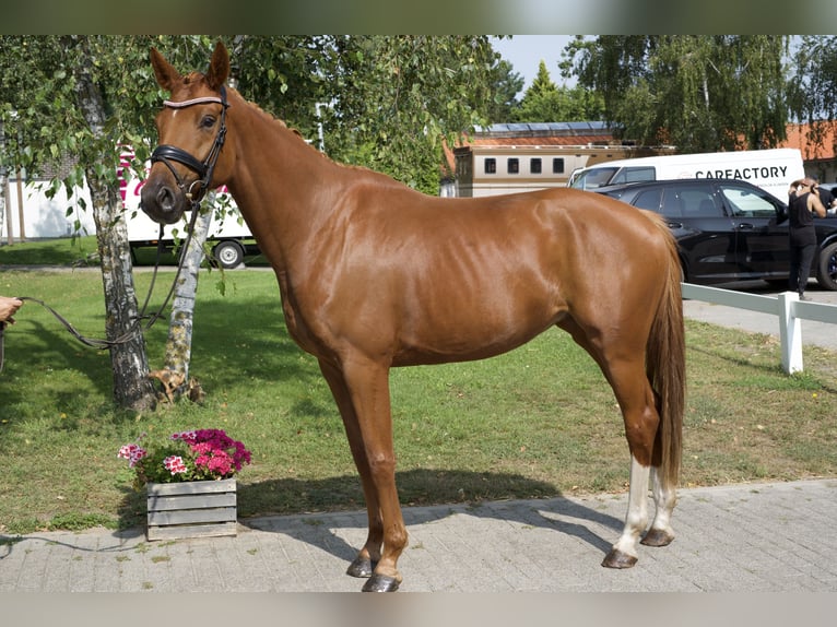 Oldenburg Mare 4 years 16 hh Chestnut-Red in Groß Kreutz