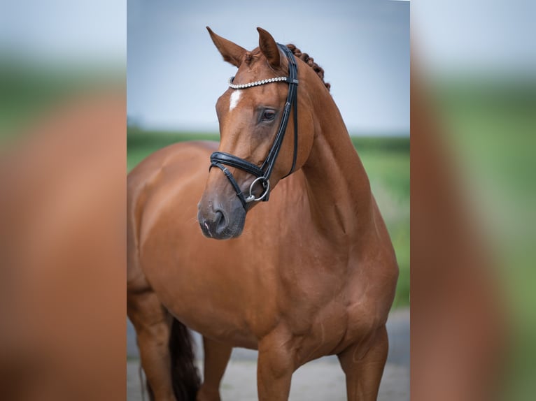 Oldenburg Mare 4 years 16 hh Chestnut-Red in Bramsche