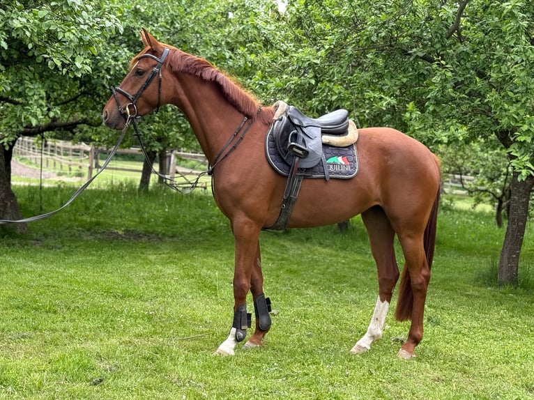 Oldenburg Mare 4 years 16 hh Chestnut-Red in Dodow