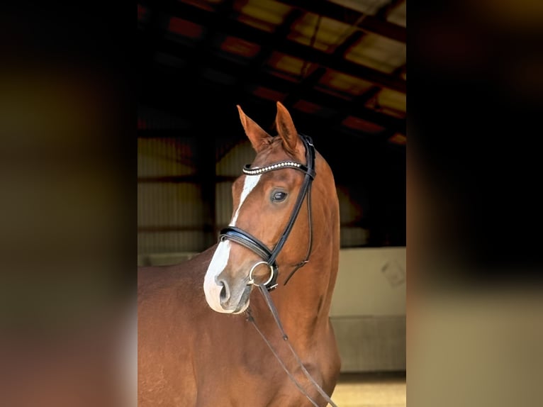 Oldenburg Mare 4 years 16 hh Chestnut-Red in HavelaueKietz