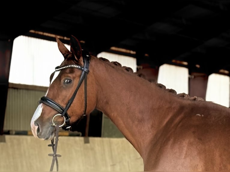 Oldenburg Mare 4 years 16 hh Chestnut-Red in HavelaueKietz