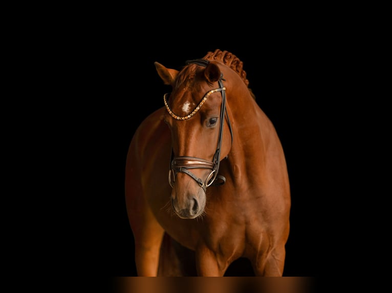 Oldenburg Mare 4 years 16 hh Chestnut-Red in Wehringen