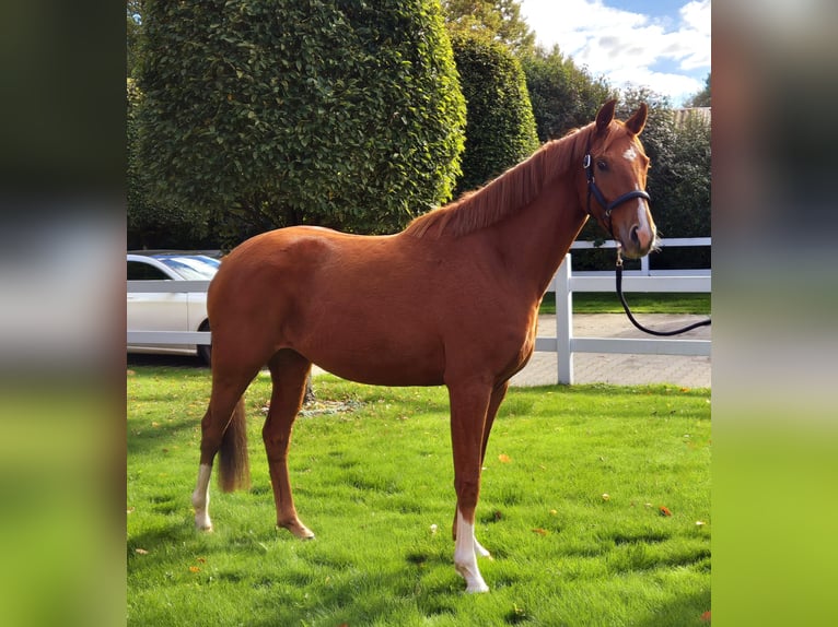 Oldenburg Mare 4 years 16 hh Chestnut-Red in Visbek