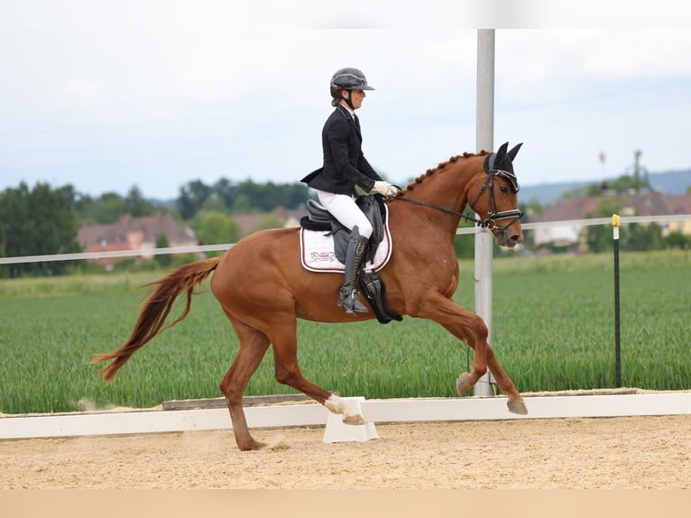 Oldenburg Mare 4 years 16 hh Chestnut-Red in Sankt Wolfgang