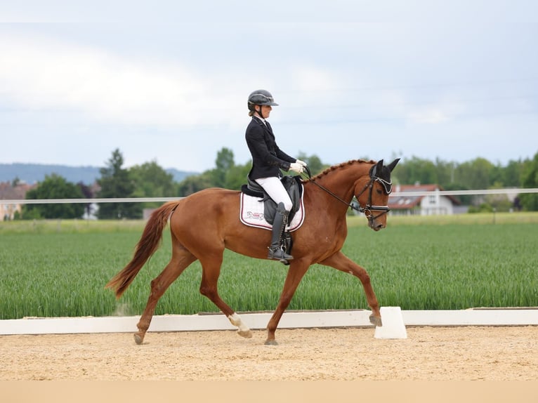 Oldenburg Mare 4 years 16 hh Chestnut-Red in Sankt Wolfgang