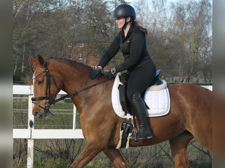 Oldenburg Mare 4 years 16 hh Chestnut-Red in Tammingaburg