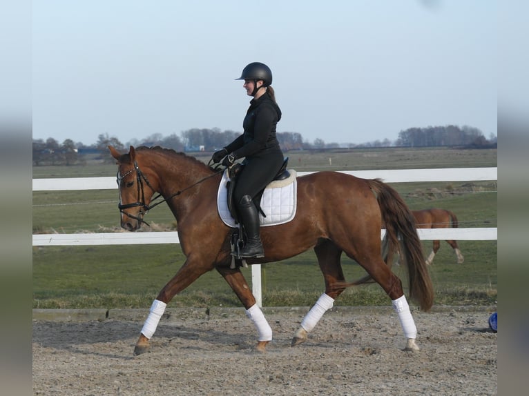 Oldenburg Mare 4 years 16 hh Chestnut-Red in Tammingaburg