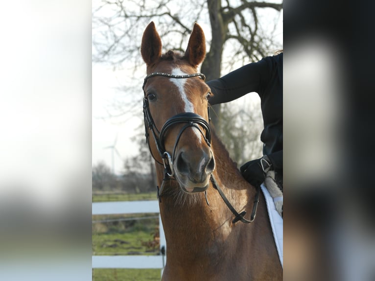 Oldenburg Mare 4 years 16 hh Chestnut-Red in Tammingaburg