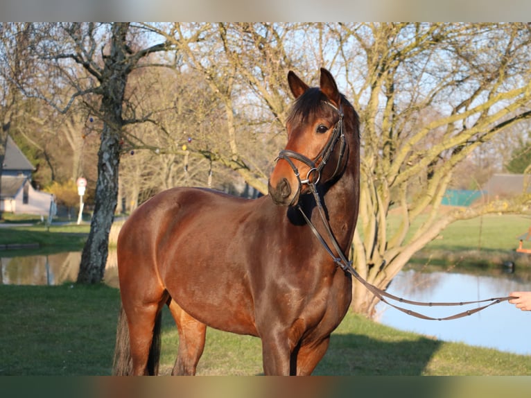 Oldenburg Mare 4 years 16 hh  in Breitenfeld