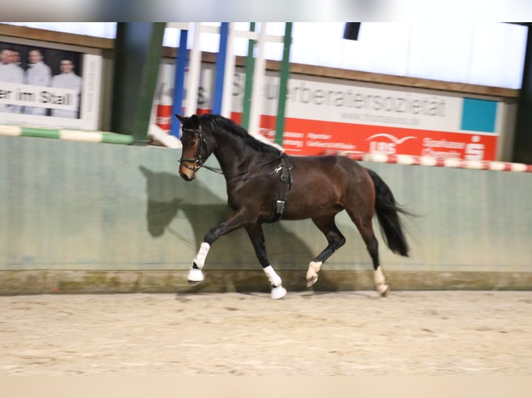 Oldenburg Mare 4 years 16 hh  in Breitenfeld