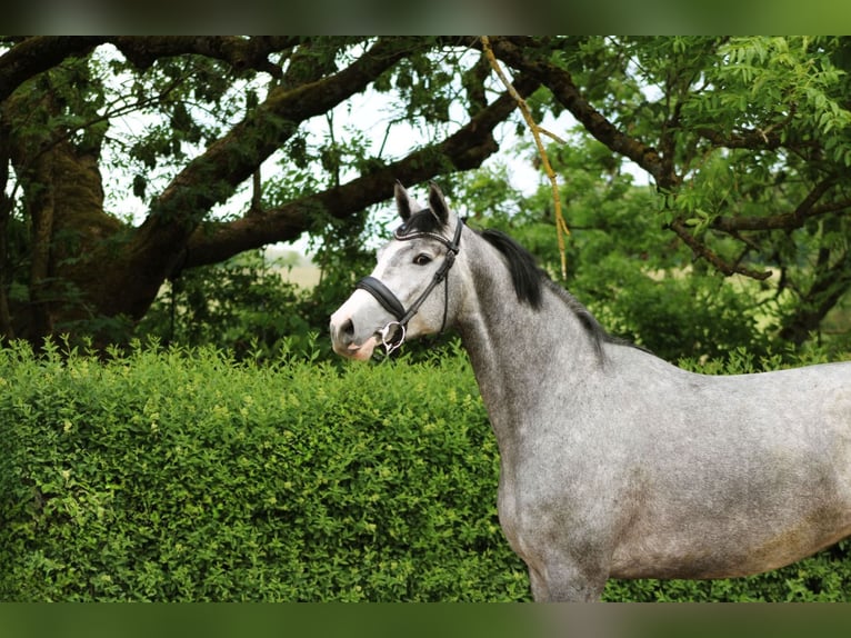 Oldenburg Mare 4 years 16 hh Gray in Ro&#xDF;dorf