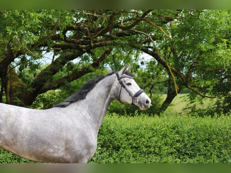 Oldenburg Mare 4 years 16 hh Gray in Ro&#xDF;dorf