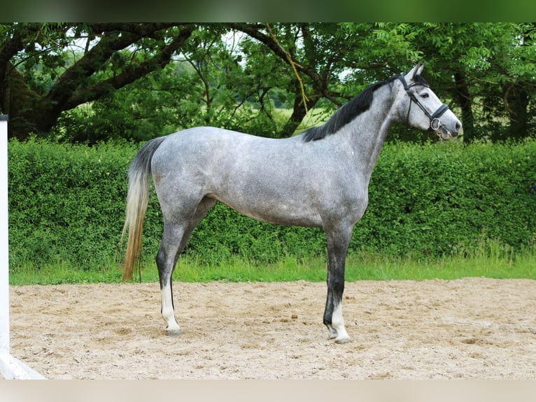 Oldenburg Mare 4 years 16 hh Gray in Ro&#xDF;dorf