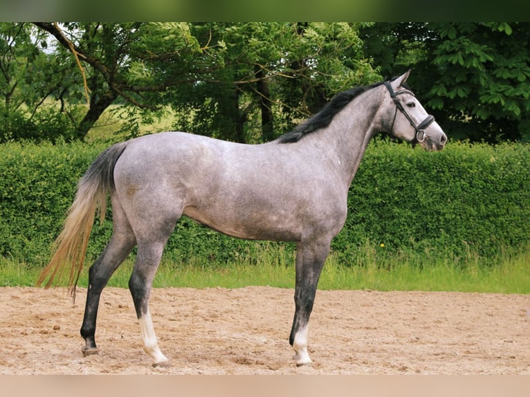 Oldenburg Mare 4 years 16 hh Gray in Ro&#xDF;dorf