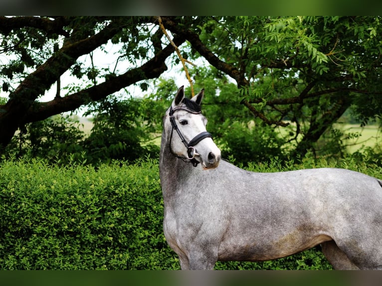 Oldenburg Mare 4 years 16 hh Gray in Ro&#xDF;dorf