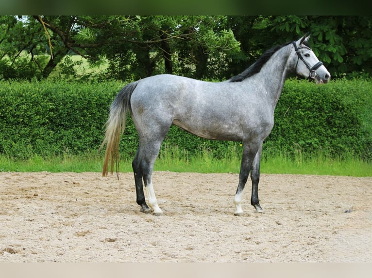 Oldenburg Mare 4 years 16 hh Gray in Ro&#xDF;dorf