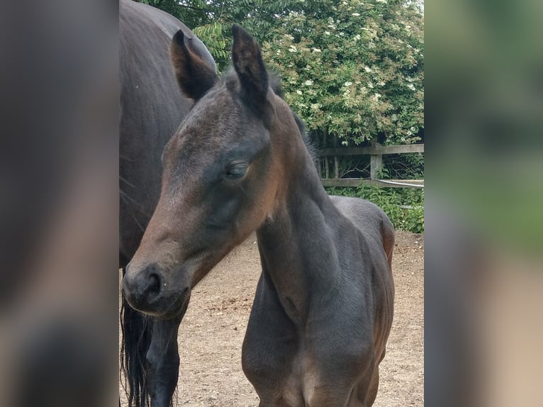 Oldenburg Mare 4 years 16 hh Smoky-Black in Hankensbüttel