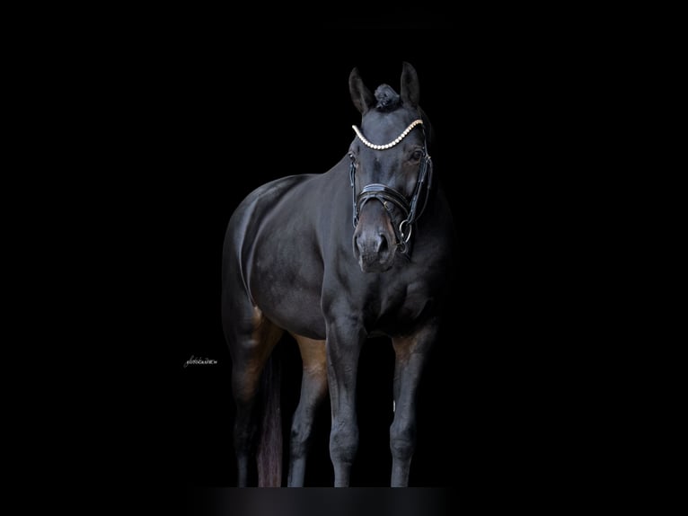 Oldenburg Mare 4 years 16 hh Smoky-Black in Lehrberg
