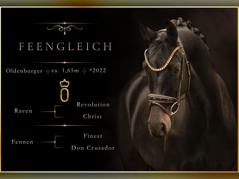 Oldenburg Mare 4 years 16 hh Smoky-Black in Wehringen
