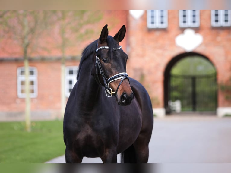 Oldenburg Mare 4 years 16 hh Smoky-Black in Grebin