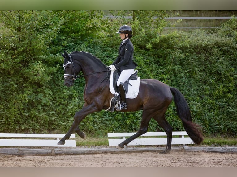 Oldenburg Mare 4 years 16 hh Smoky-Black in Lehrberg