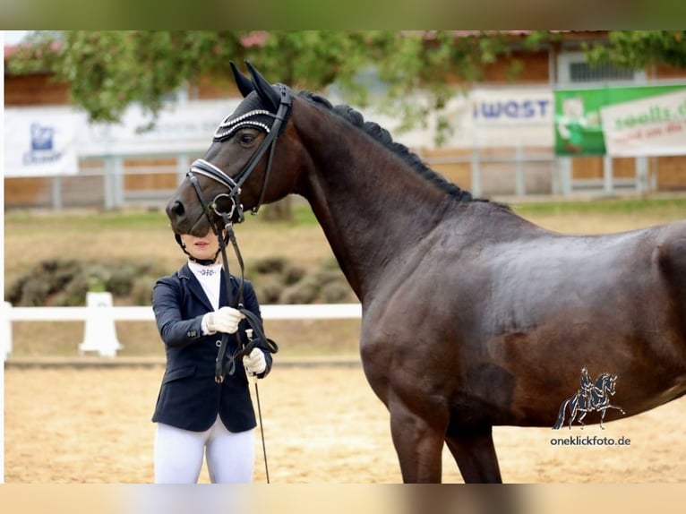 Oldenburg Mare 4 years 16 hh Smoky-Black in Lehrberg