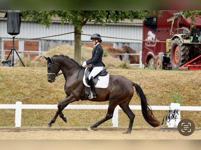 Oldenburg Mare 4 years 16 hh Smoky-Black in Lehrberg