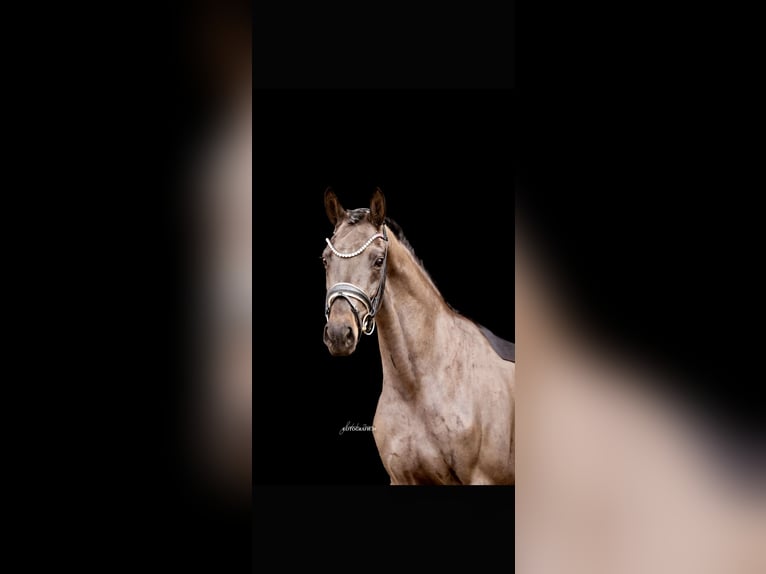 Oldenburg Mare 4 years 16 hh Smoky-Black in Lehrberg
