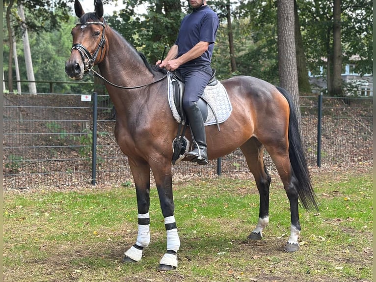 Oldenburg Mare 4 years 16,1 hh Bay-Dark in Geeste