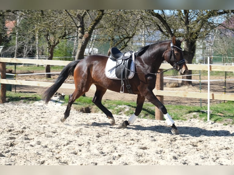 Oldenburg Mare 4 years 16,1 hh Bay-Dark in Aurich