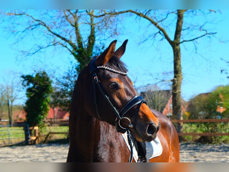 Oldenburg Mare 4 years 16,1 hh Bay-Dark in Aurich