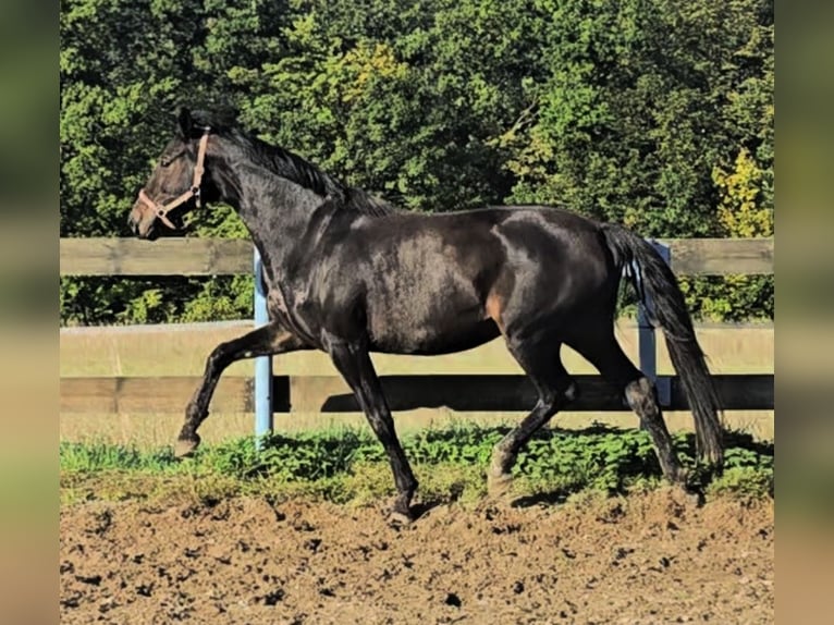 Oldenburg Mare 4 years 16,1 hh Bay-Dark in Hof