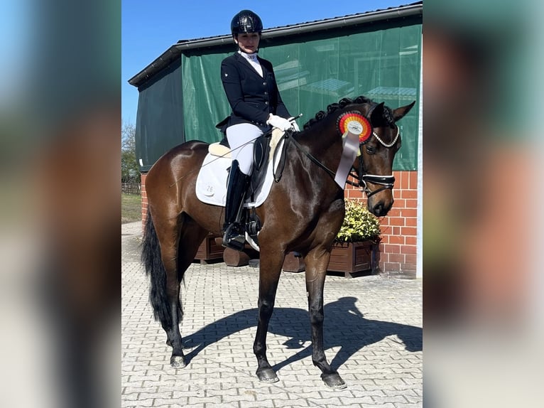 Oldenburg Mare 4 years 16,1 hh Bay-Dark in Berne