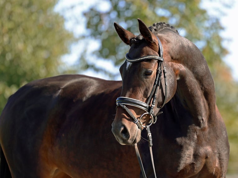 Oldenburg Mare 4 years 16,1 hh Bay-Dark in Loewenberger Land