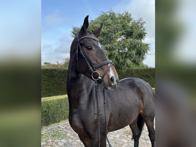 Oldenburg Mare 4 years 16,1 hh Bay-Dark in Satow