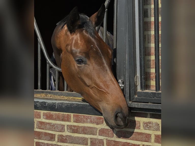 Oldenburg Mare 4 years 16,1 hh Bay-Dark in Vechta