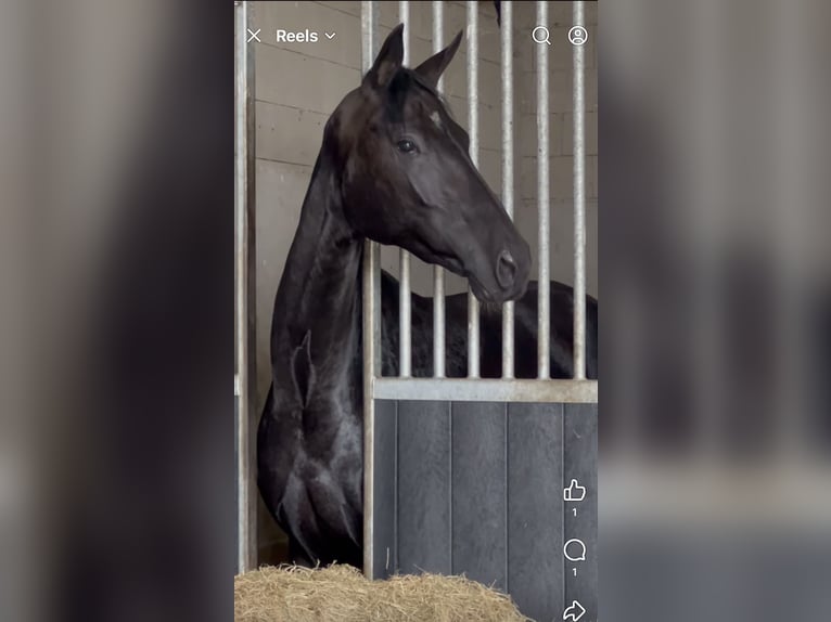 Oldenburg Mare 4 years 16,1 hh Black in Harreveld