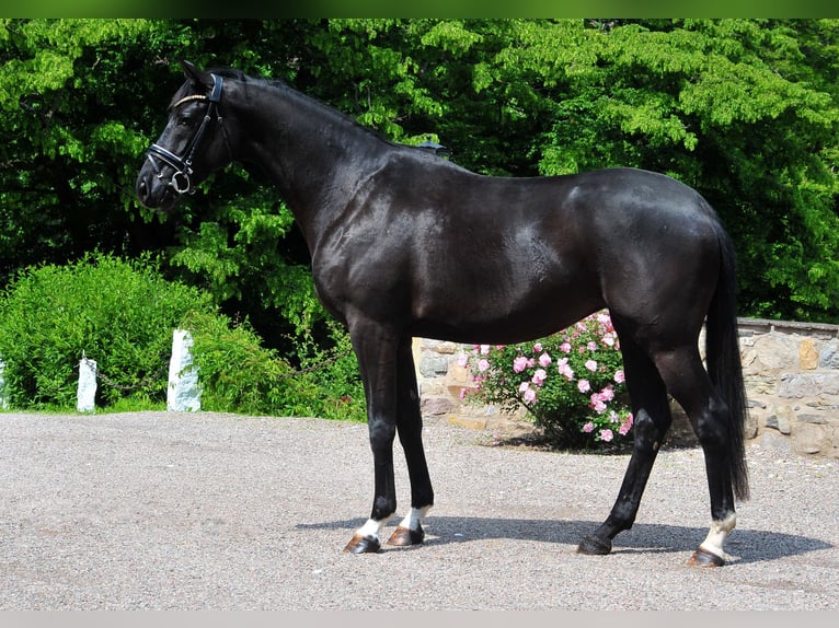 Oldenburg Mare 4 years 16,1 hh Black in Emmerthal-Hämelschenburg