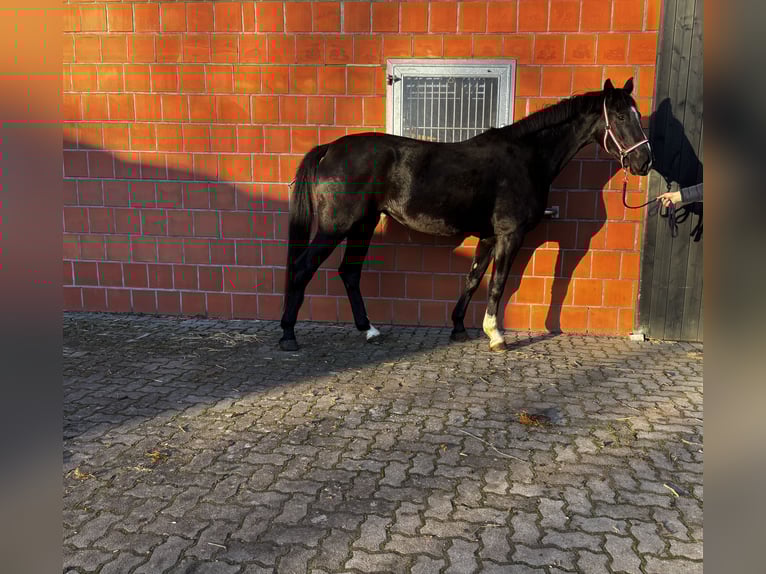 Oldenburg Mare 4 years 16,1 hh Black in Gremersdorf