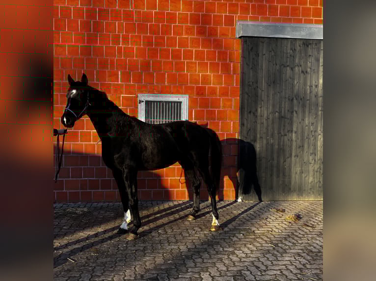 Oldenburg Mare 4 years 16,1 hh Black in Gremersdorf