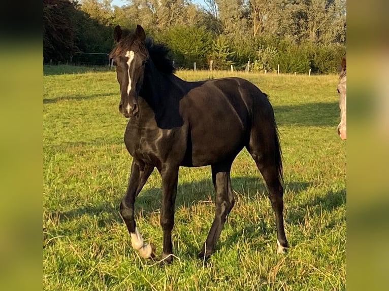 Oldenburg Mare 4 years 16,1 hh Black in Gremersdorf