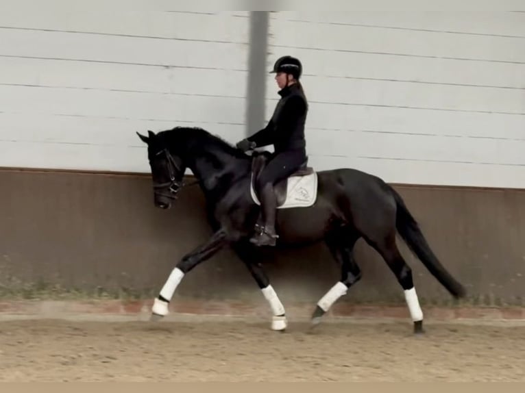 Oldenburg Mare 4 years 16,1 hh Black in Lohne (Oldenburg)