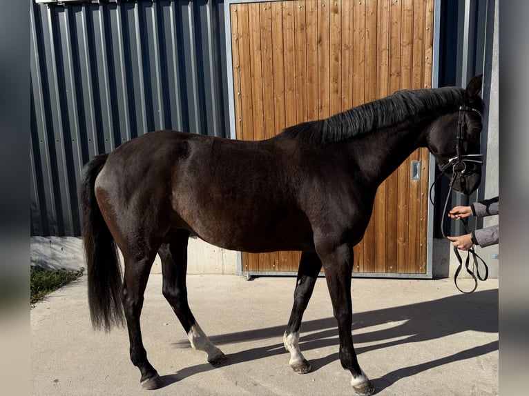 Oldenburg Mare 4 years 16,1 hh Black in Dessau