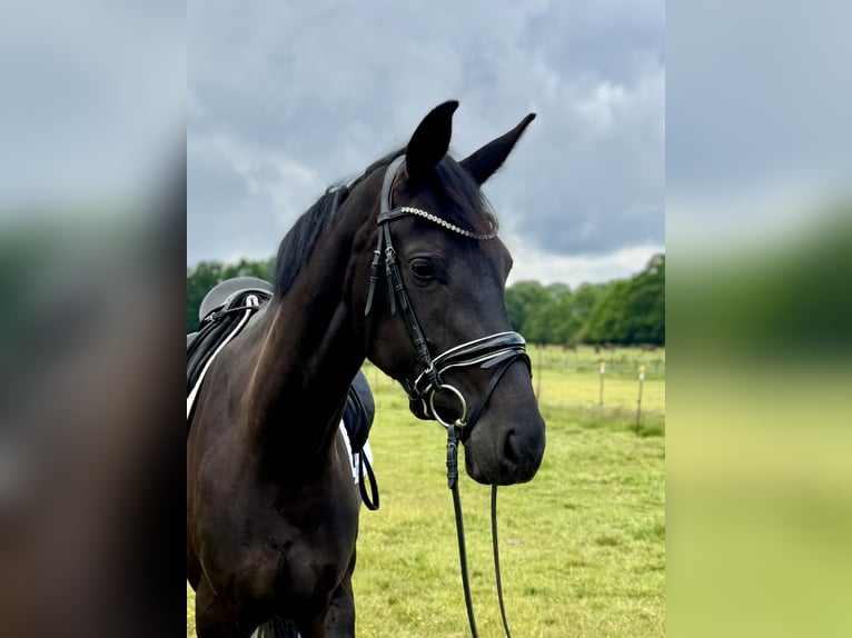 Oldenburg Mare 4 years 16,1 hh Black in Hamburg Oldenburg Mare 4 years 16,1 hh Black in Hamburg