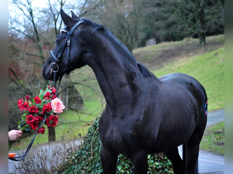 Oldenburg Mare 4 years 16,1 hh Black in Emmerthal-Hämelschenburg