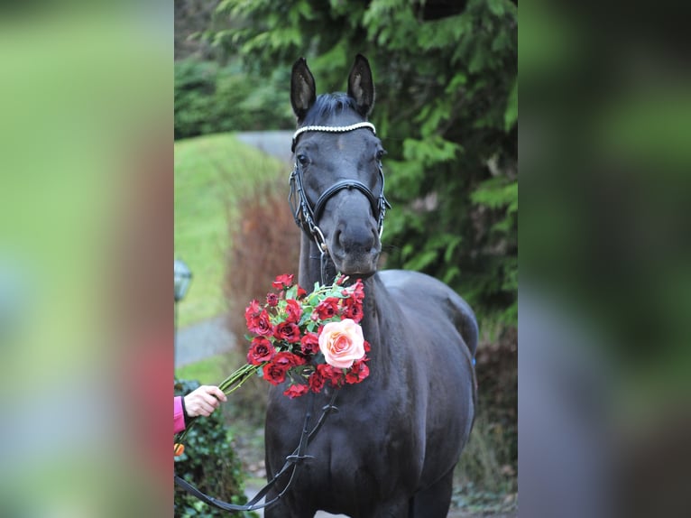 Oldenburg Mare 4 years 16,1 hh Black in Emmerthal-Hämelschenburg