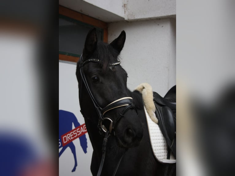 Oldenburg Mare 4 years 16,1 hh Black in Schottwien