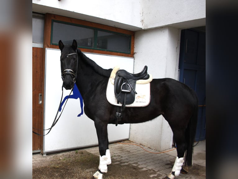 Oldenburg Mare 4 years 16,1 hh Black in Schottwien